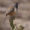 Wrens